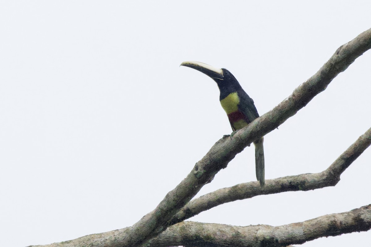 Black-necked Aracari - ML642171383