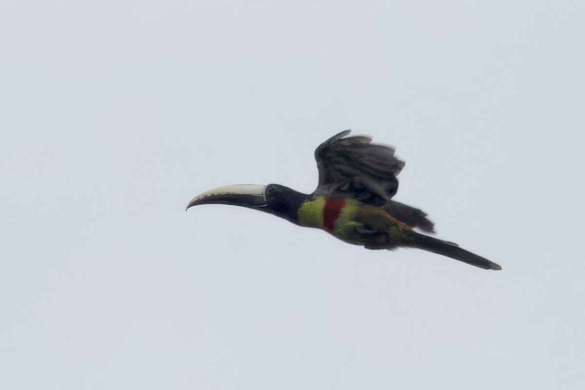 Black-necked Aracari - ML642171384