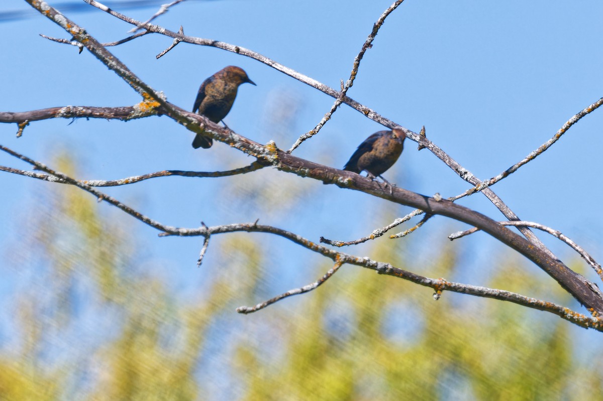 Rusty Blackbird - ML642171399