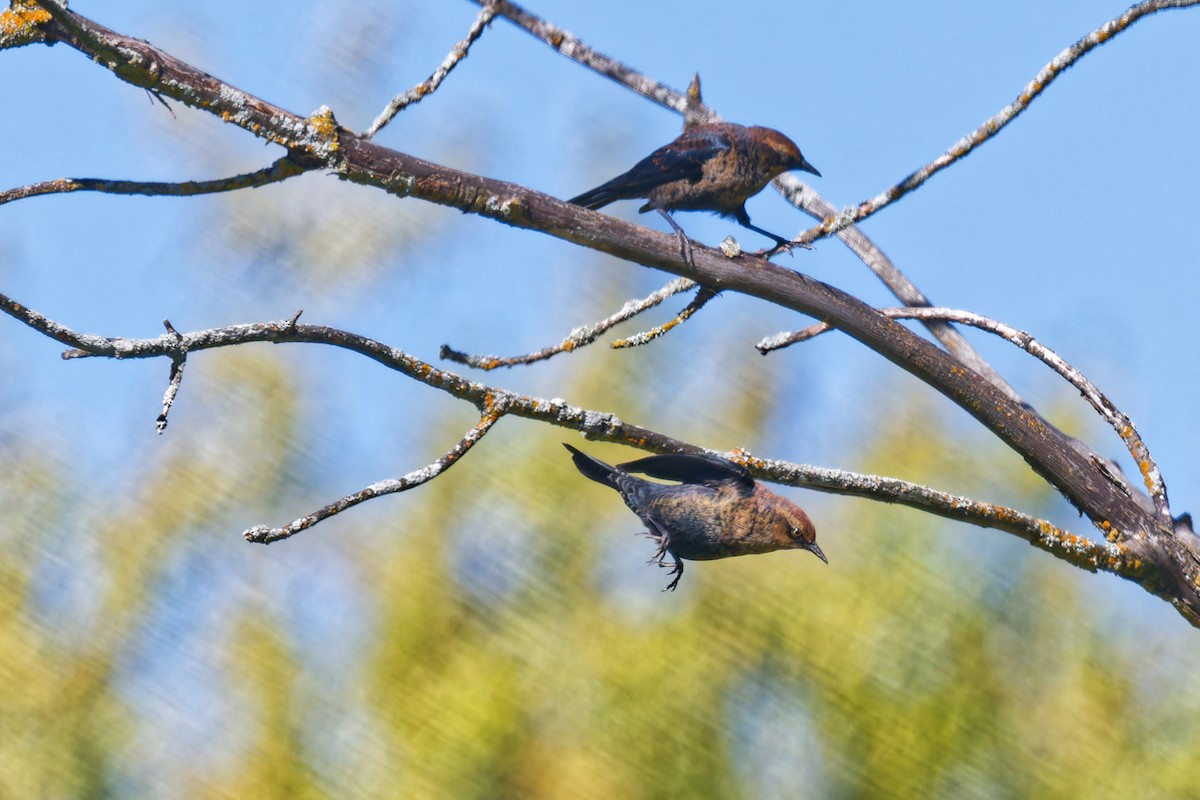 Rusty Blackbird - ML642171400