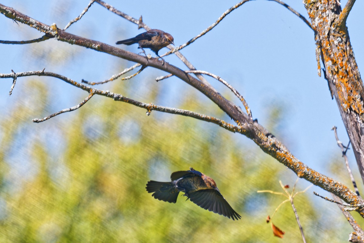 Rusty Blackbird - ML642171401