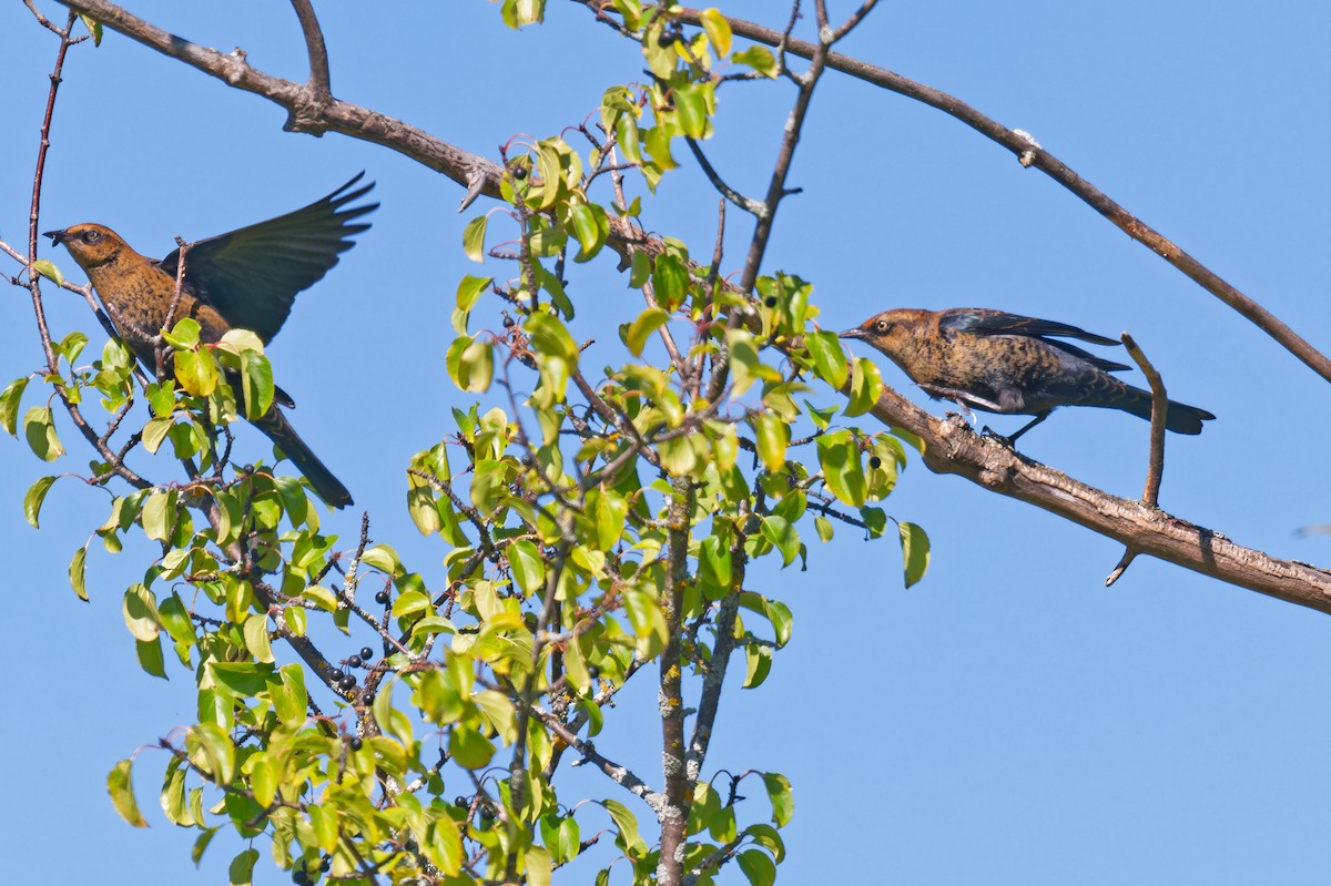 Rusty Blackbird - ML642171402