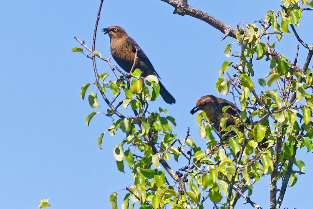 Rusty Blackbird - ML642171403