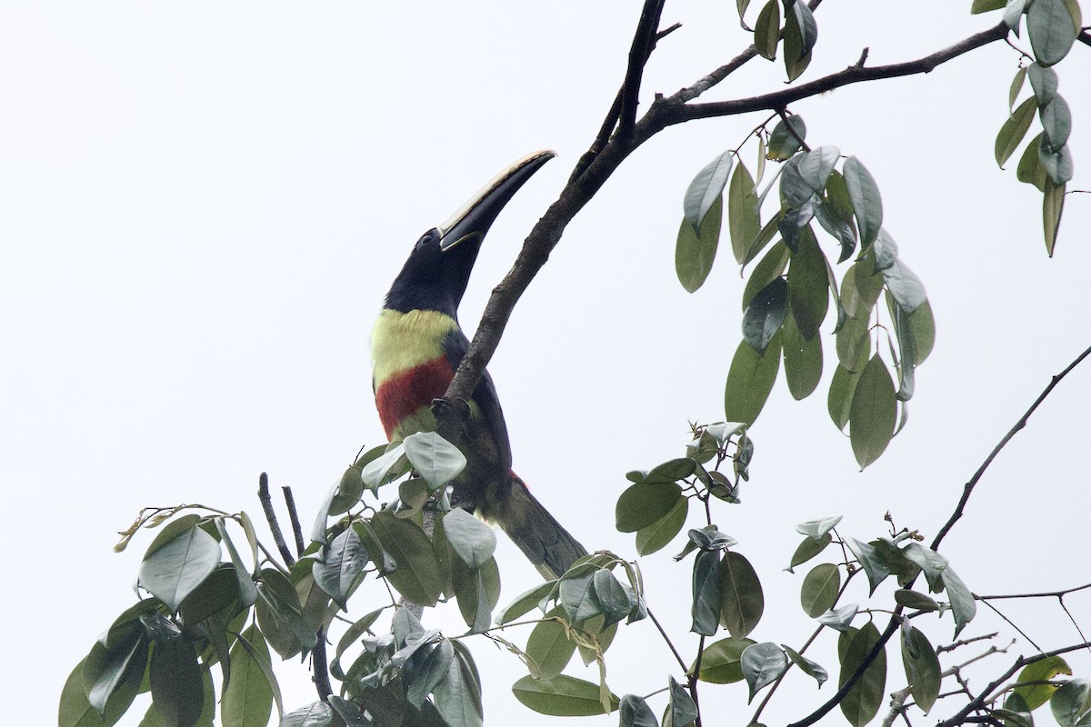 Black-necked Aracari - ML642171404