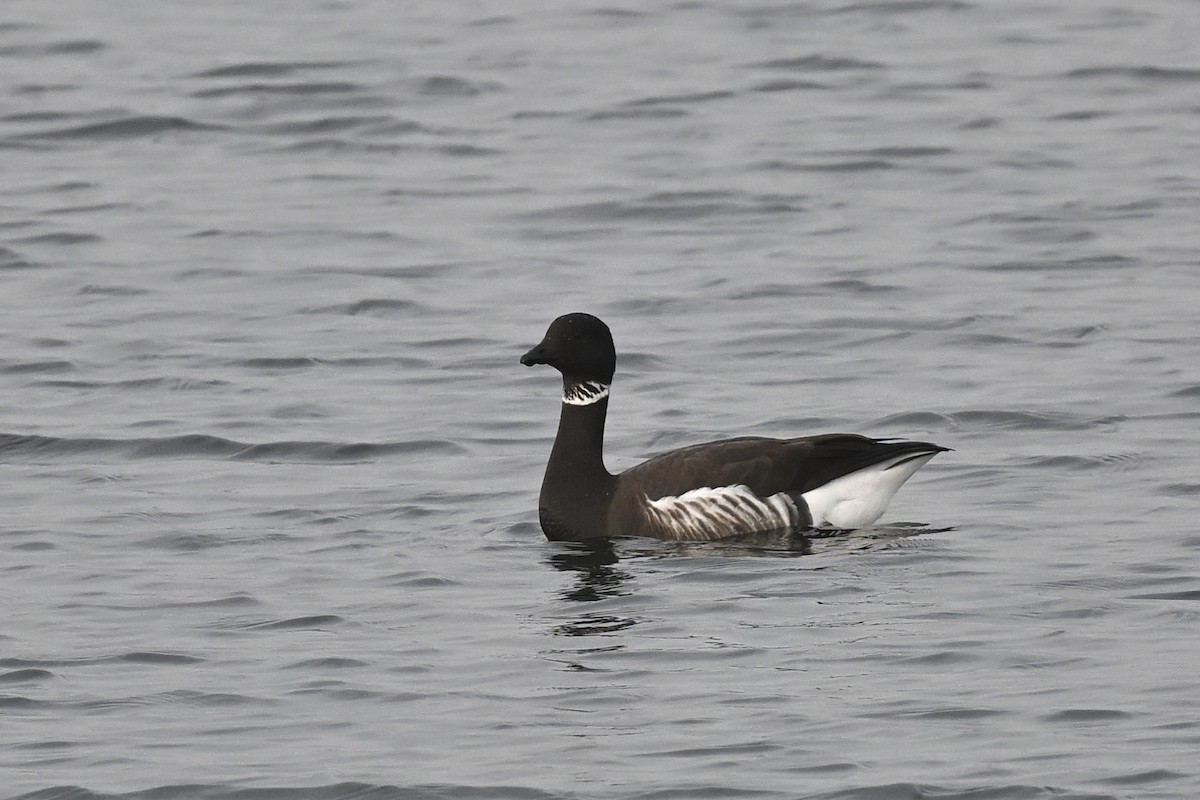 Branta musubeltza - ML642171406