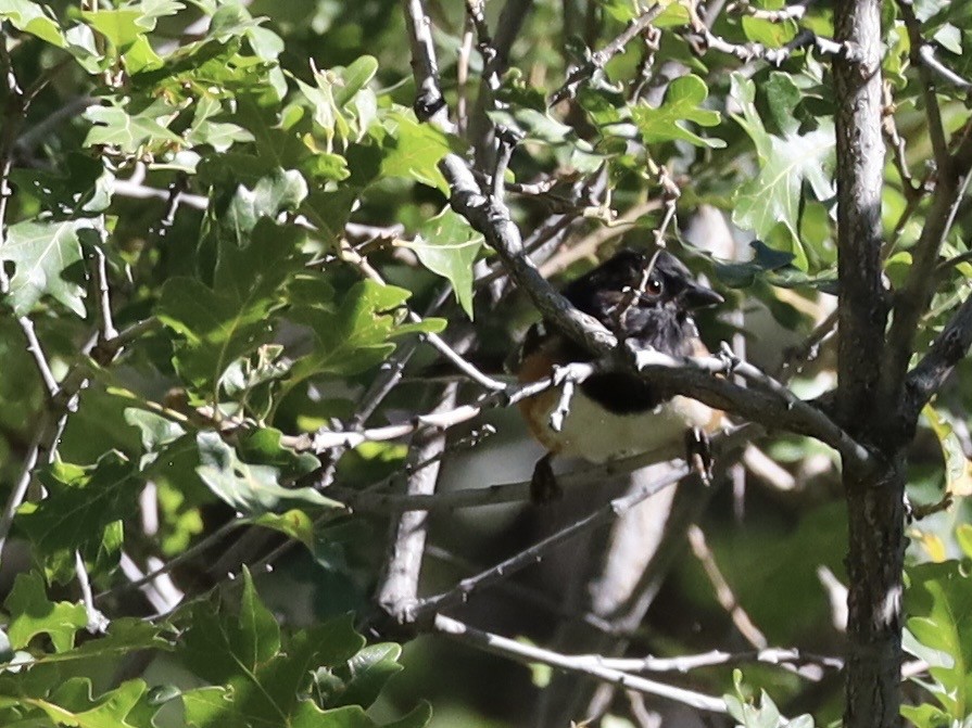 Spotted Towhee - ML642171411