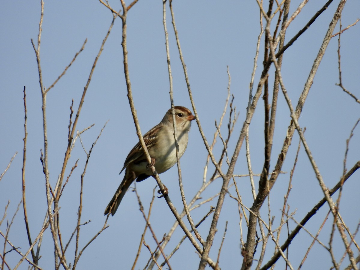 White-crowned Sparrow - ML642171414