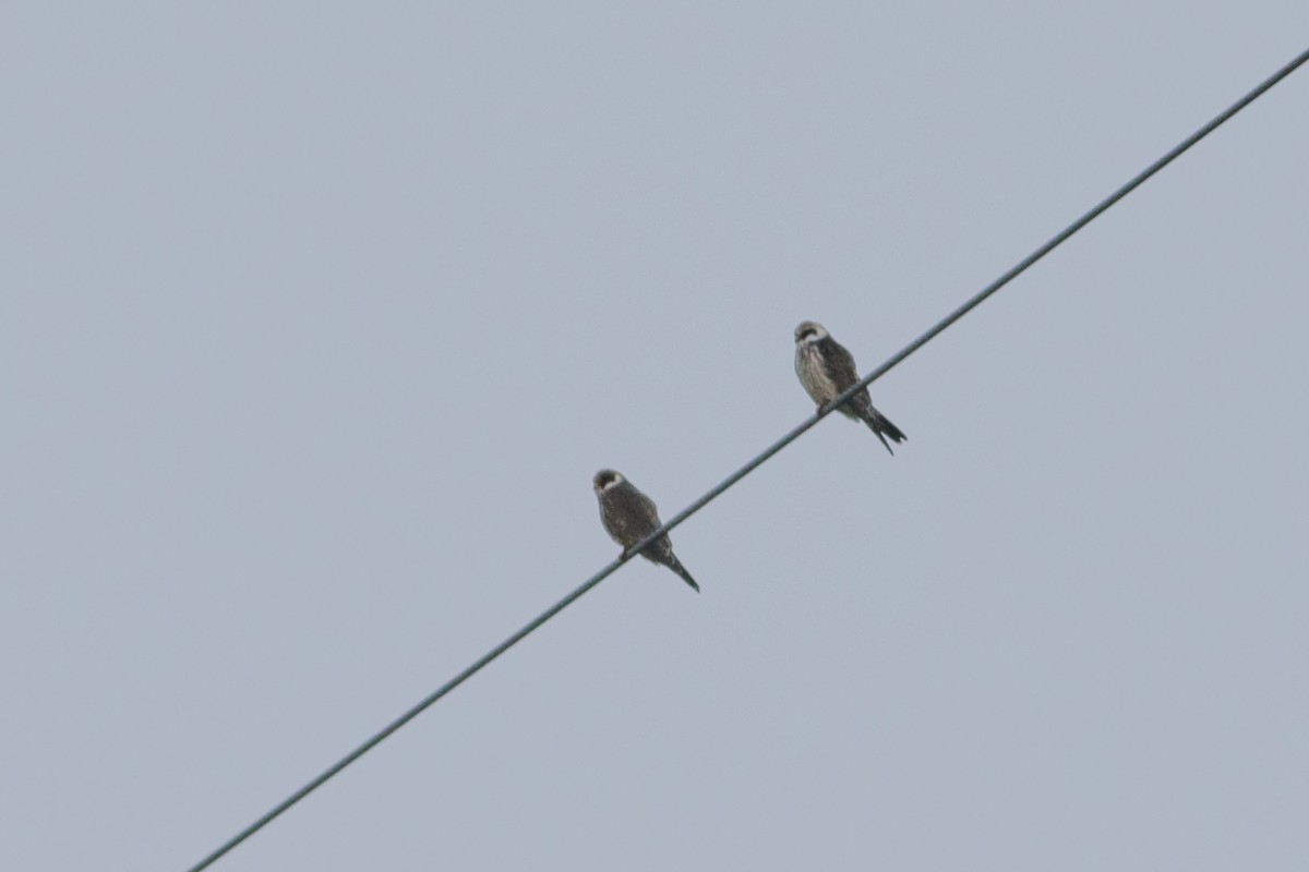 Red-footed Falcon - ML642171465