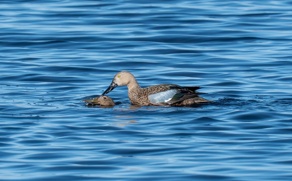 Cape Shoveler - ML642171482
