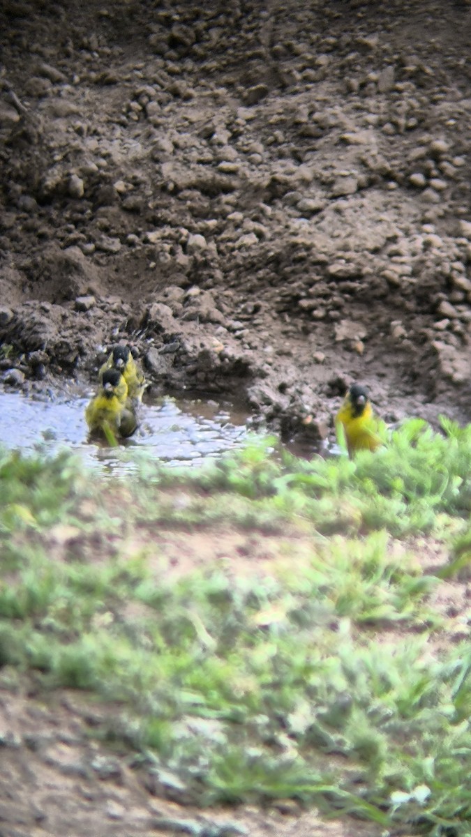 Black-chinned Siskin - ML642171483