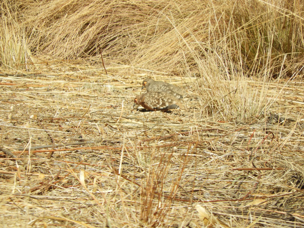 Bare-faced Ground Dove - ML642171488