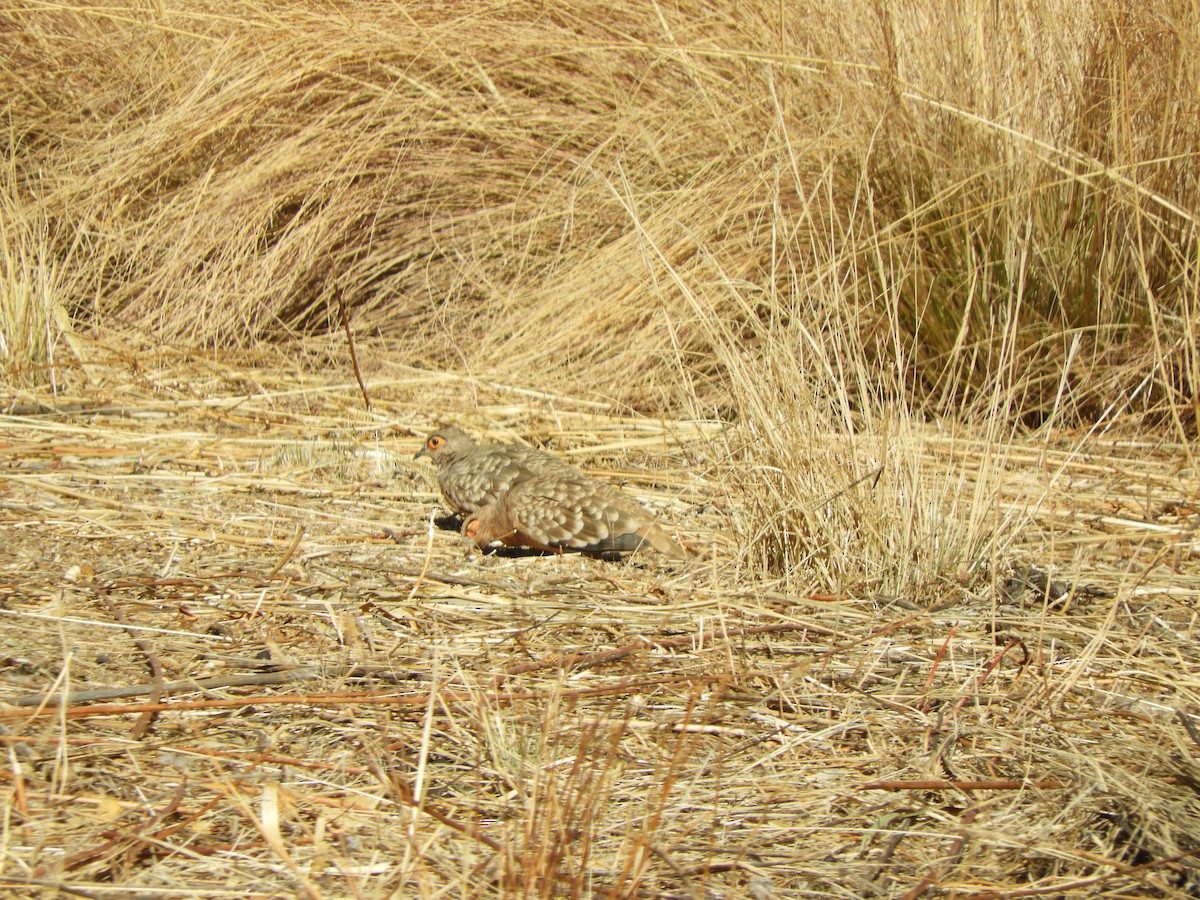 Bare-faced Ground Dove - ML642171490