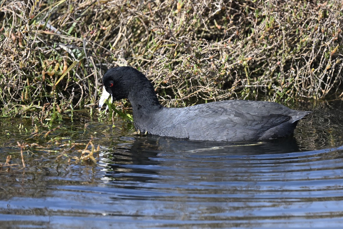 Foulque d'Amérique - ML642171503