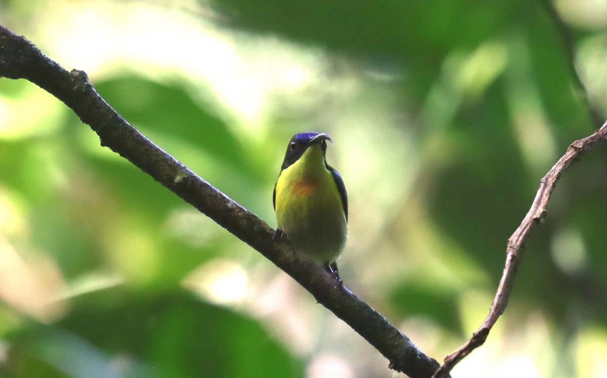 Metallic-winged Sunbird - ML642171504