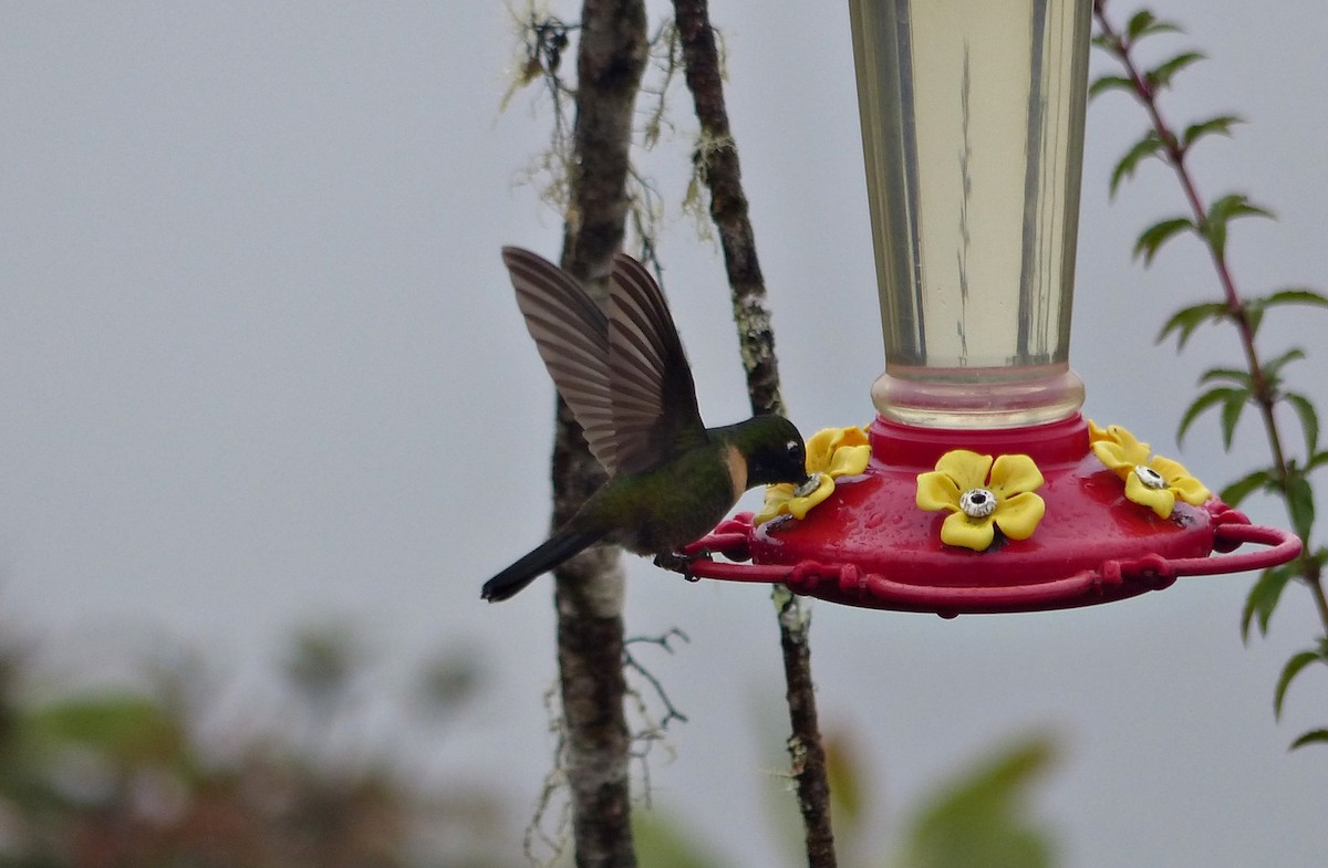 Amethyst-throated Sunangel - ML642171506