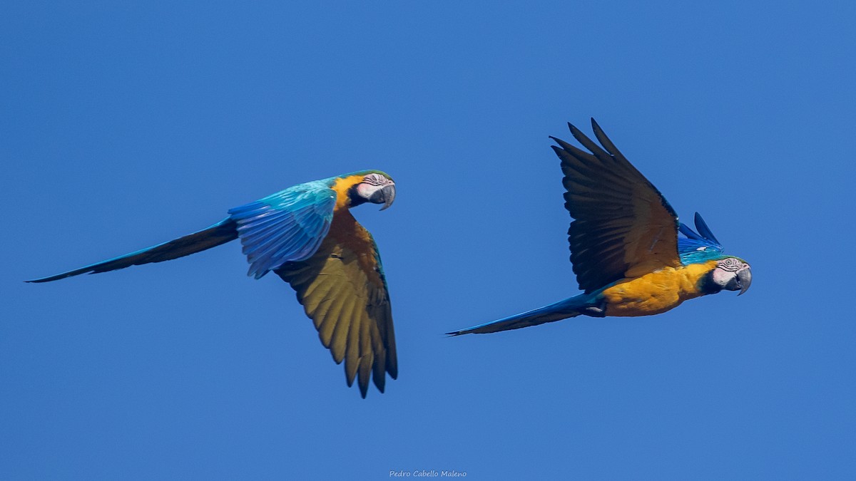 Blue-and-yellow Macaw - ML642171509
