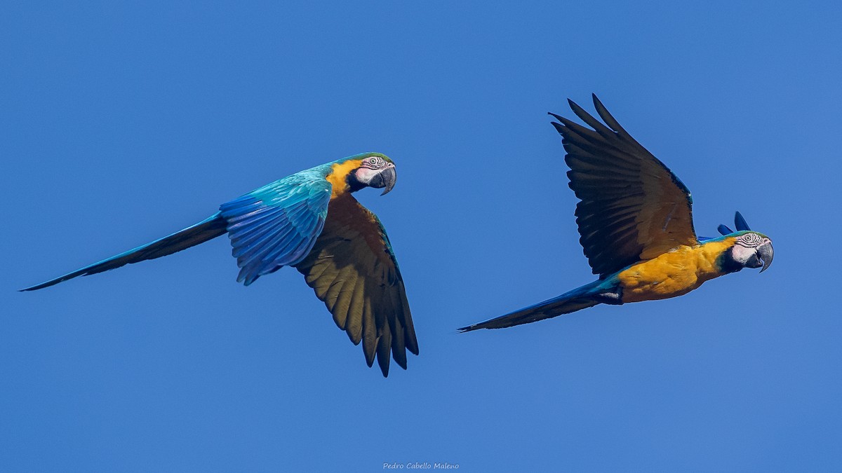 Blue-and-yellow Macaw - ML642171510