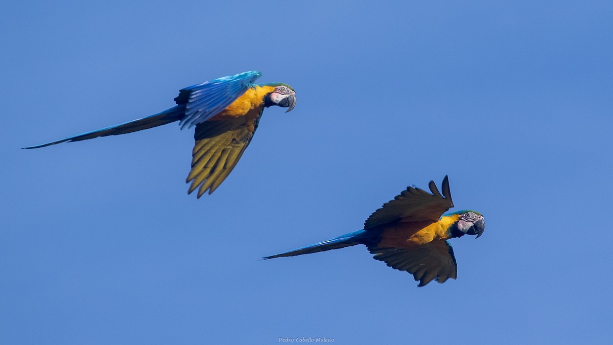 Blue-and-yellow Macaw - ML642171511