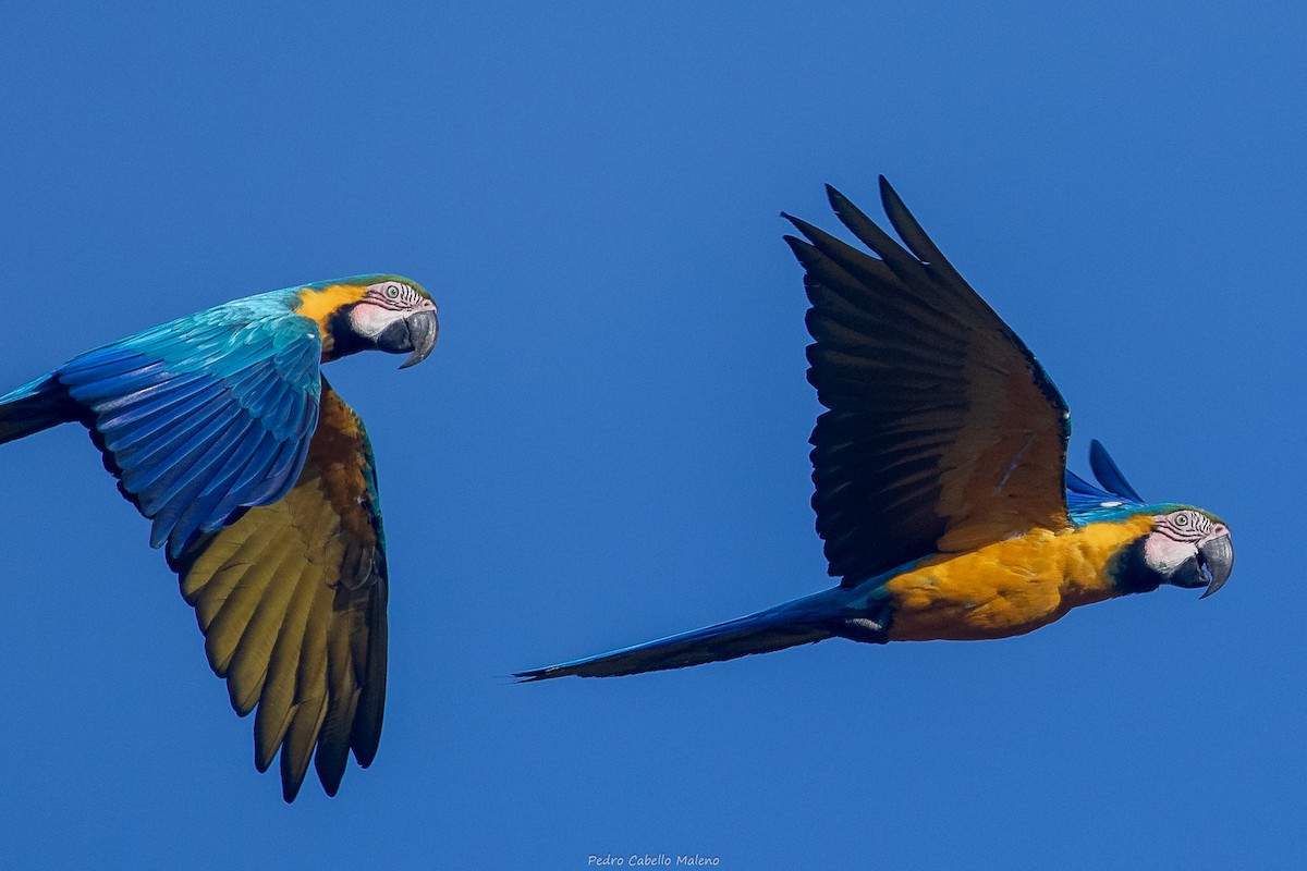Blue-and-yellow Macaw - ML642171512