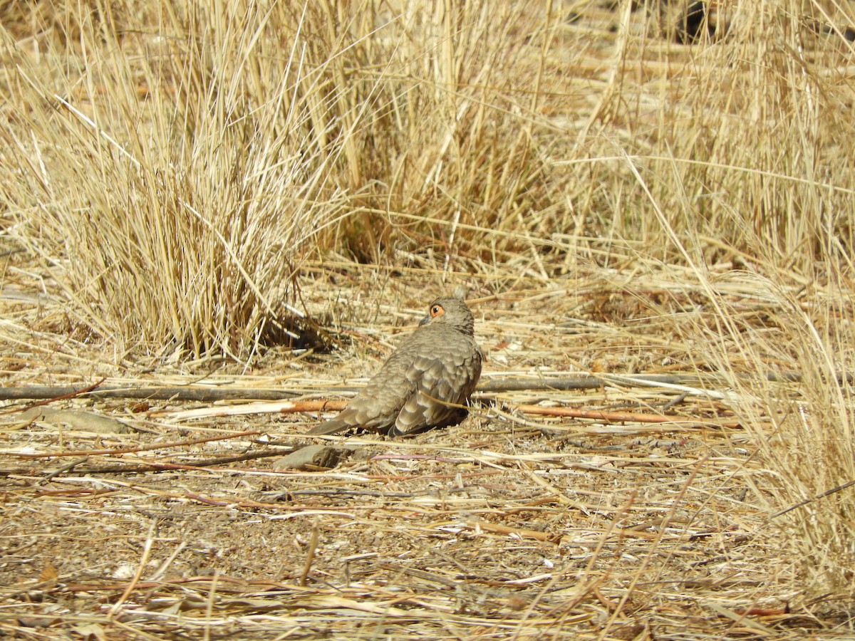 Bare-faced Ground Dove - ML642171513