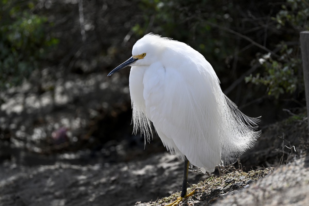 Aigrette neigeuse - ML642171528