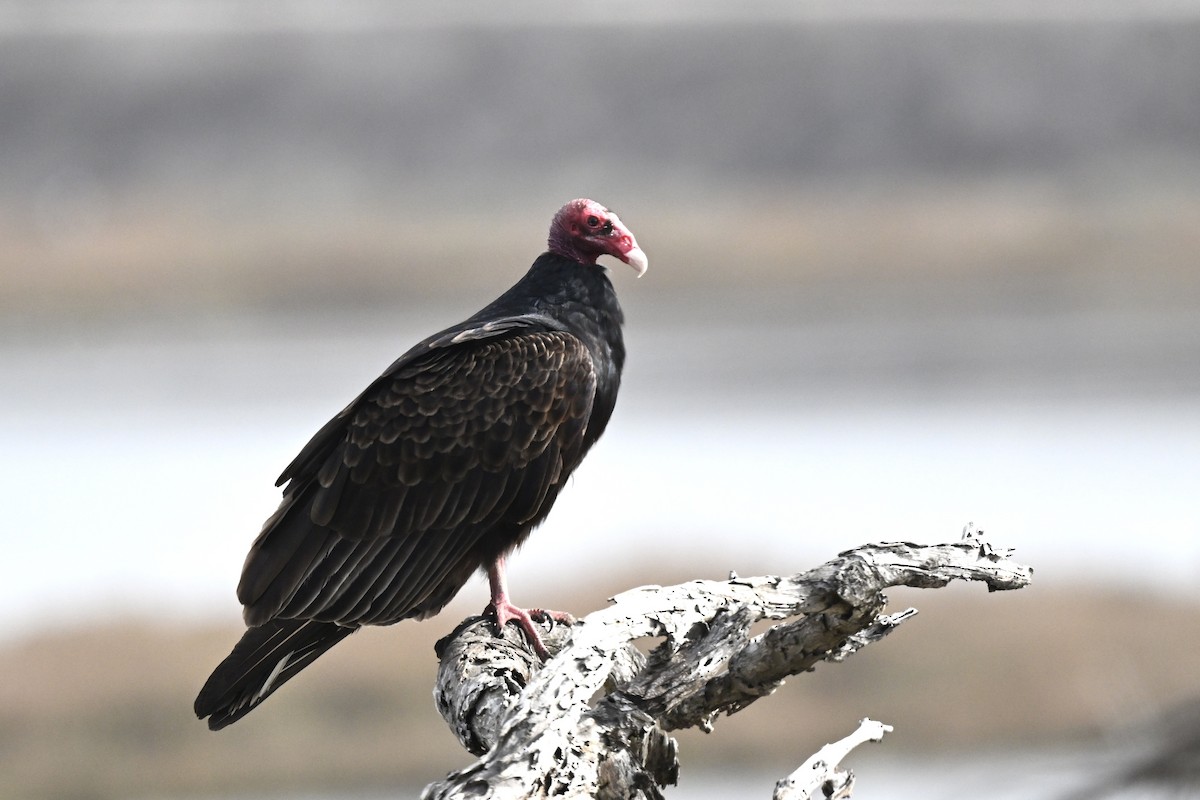 Turkey Vulture - ML642171535