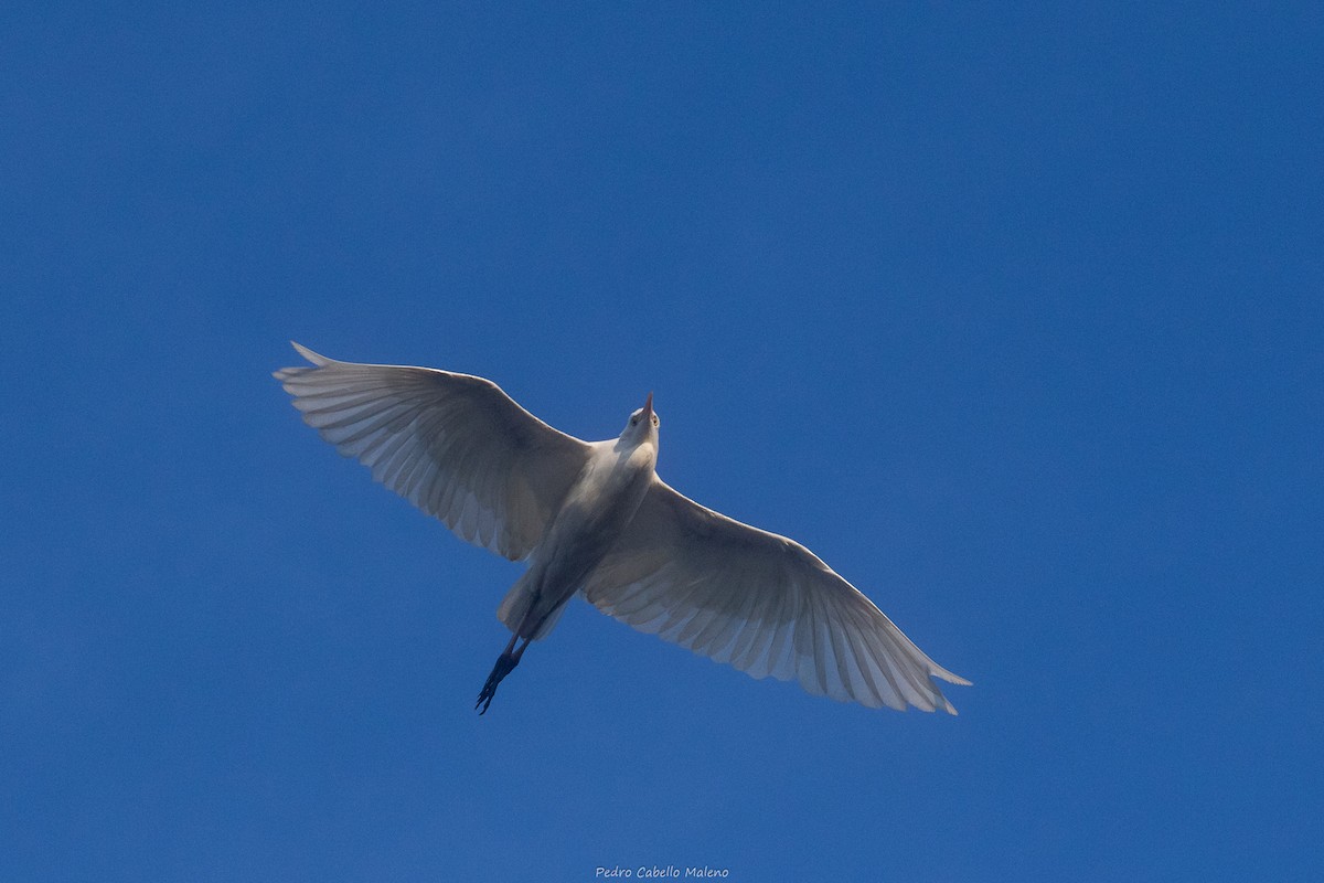 Western Cattle-Egret - ML642171540