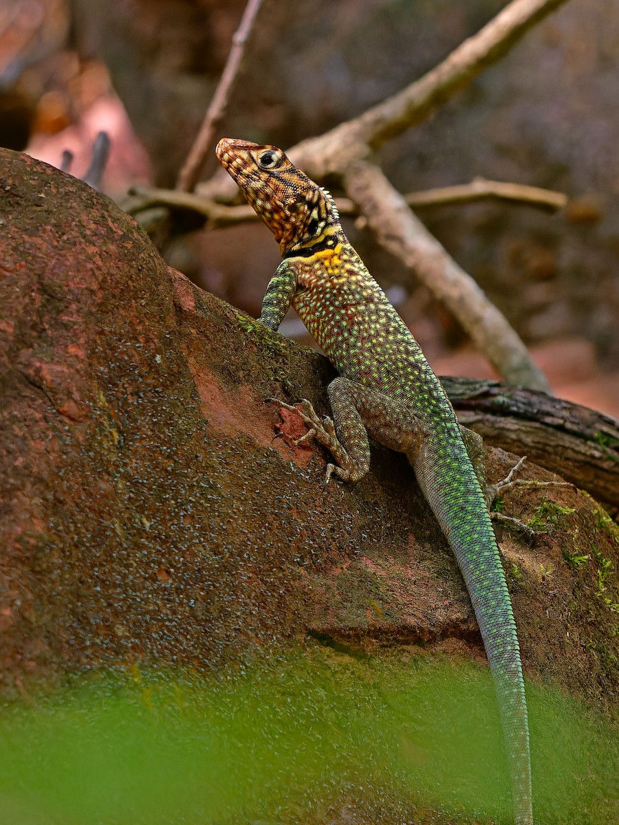 Black Lava Lizard - ML642171565