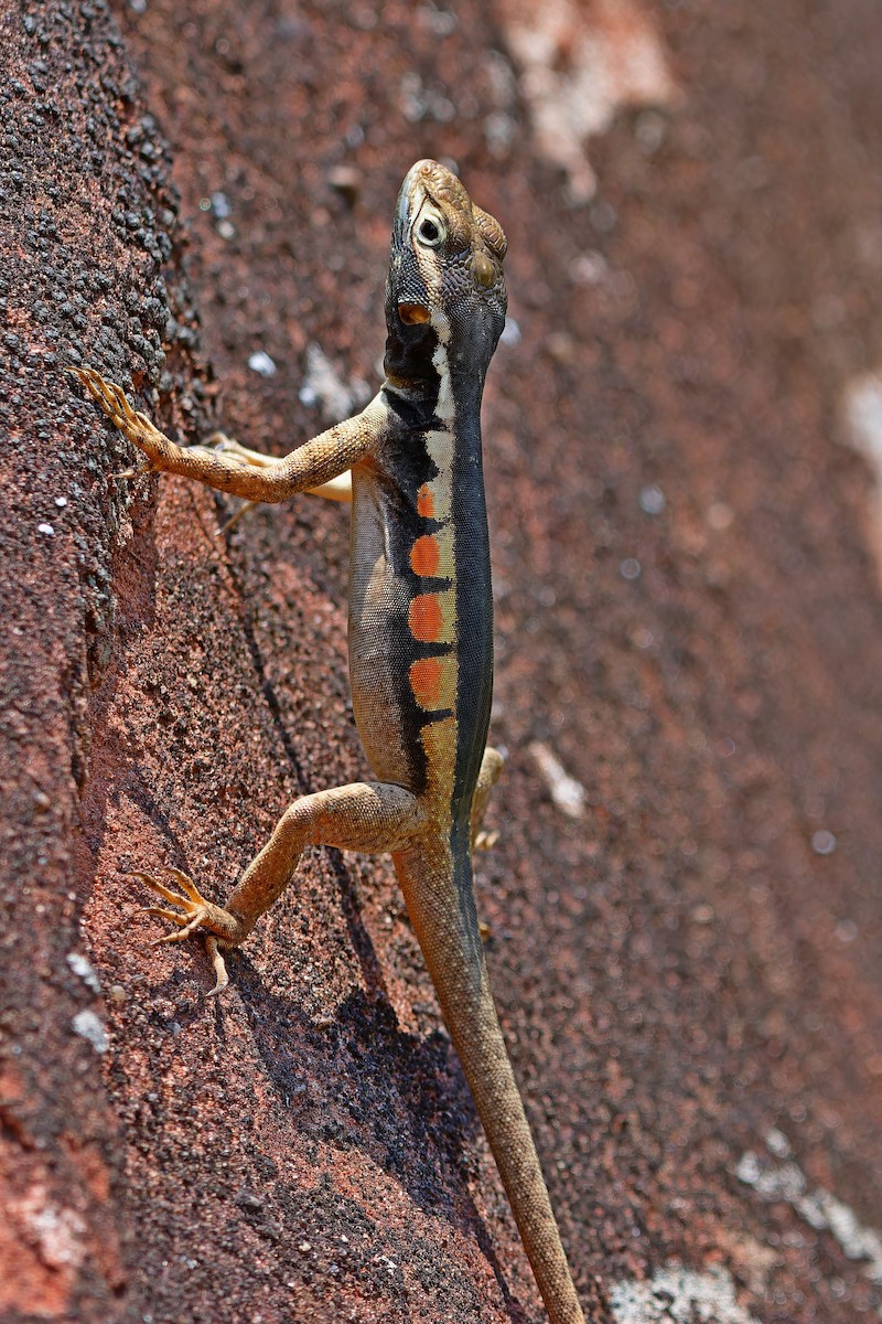Black Lava Lizard - ML642171566