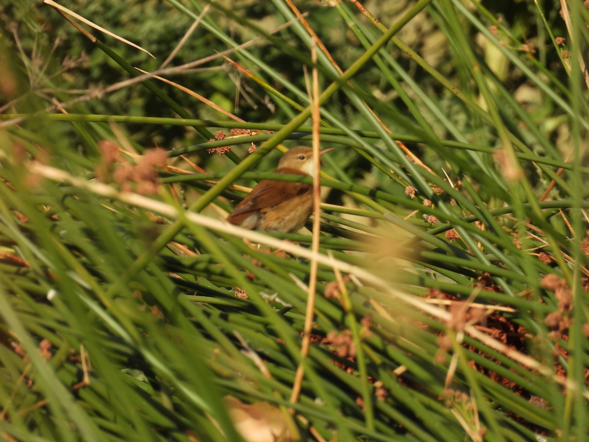 Common Reed Warbler - ML642171572