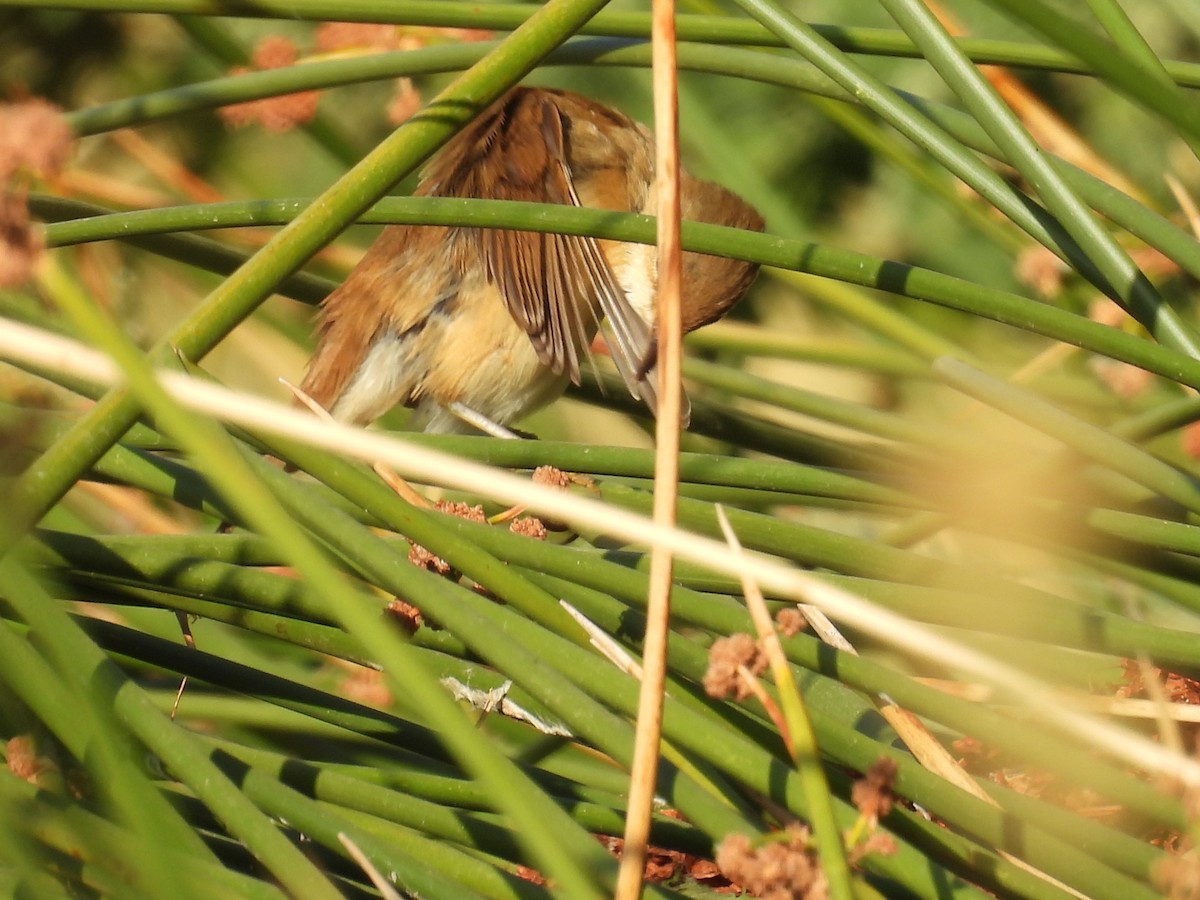 Common Reed Warbler - ML642171579