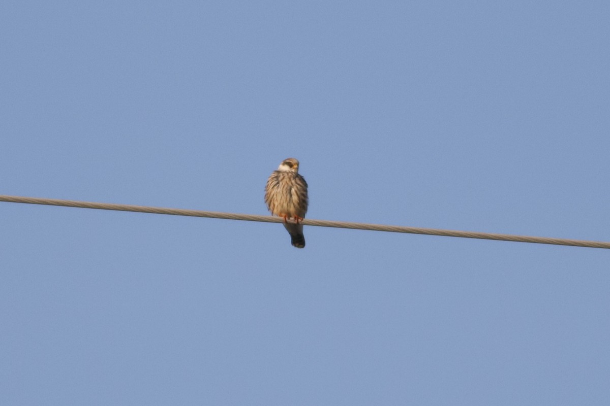 Red-footed Falcon - ML642171582