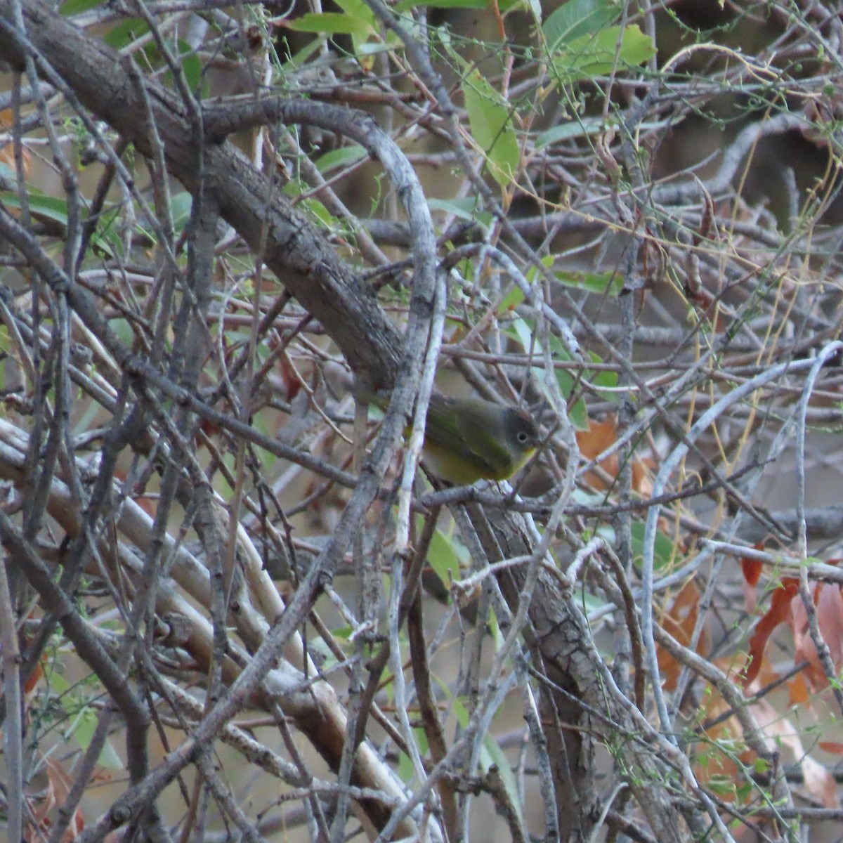 Nashville Warbler - ML642171592