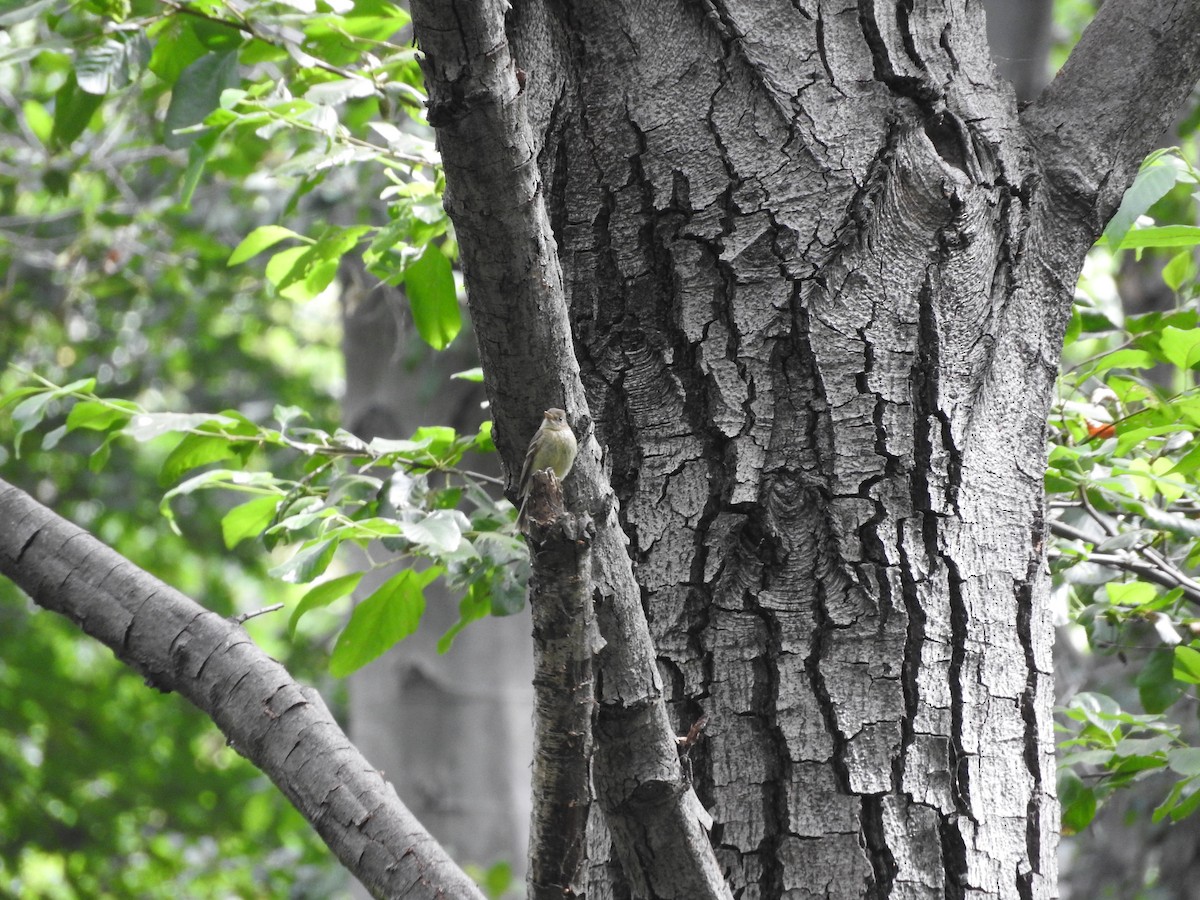 Western Flycatcher (Pacific-slope) - ML64217161