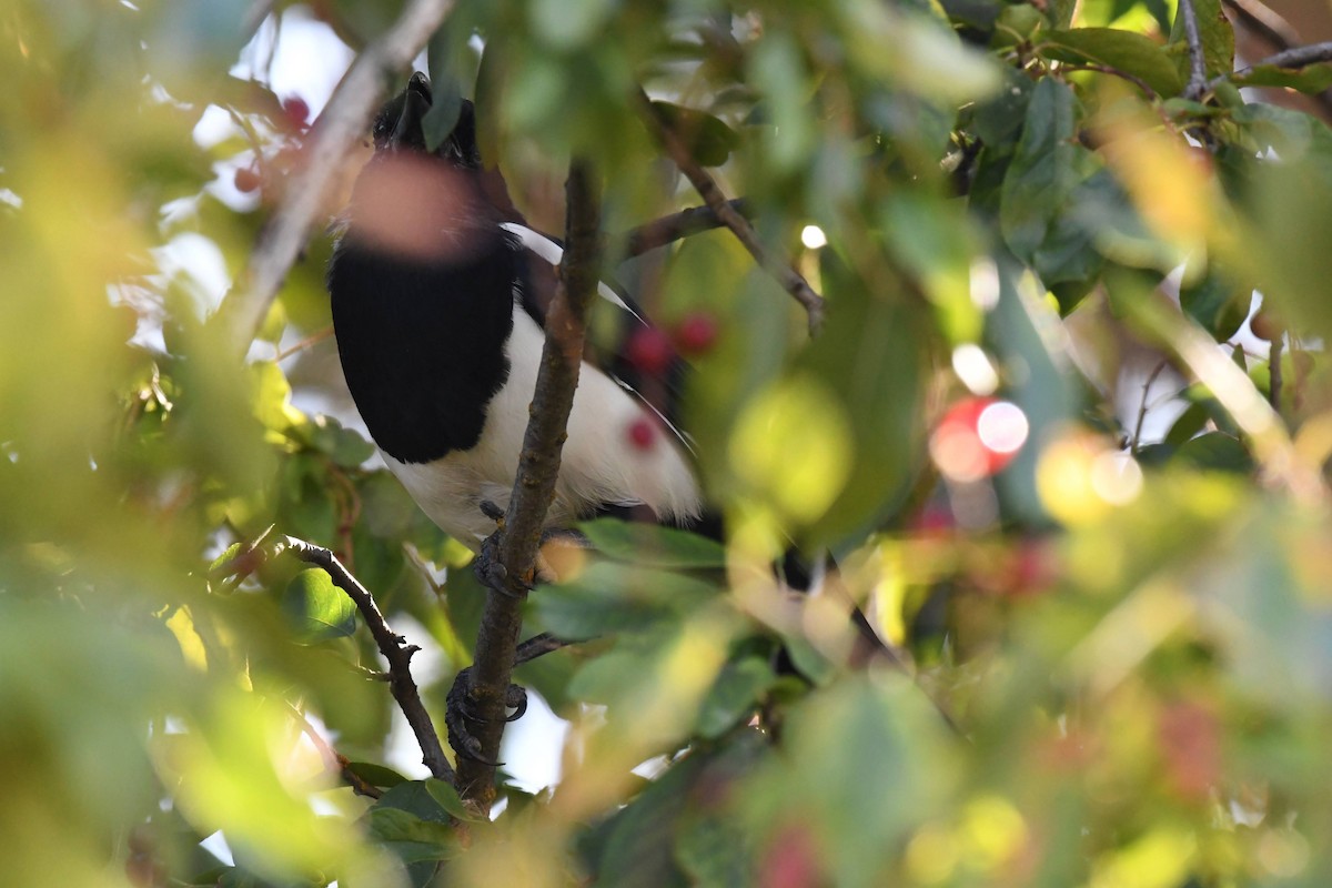 Black-billed Magpie - ML642171627