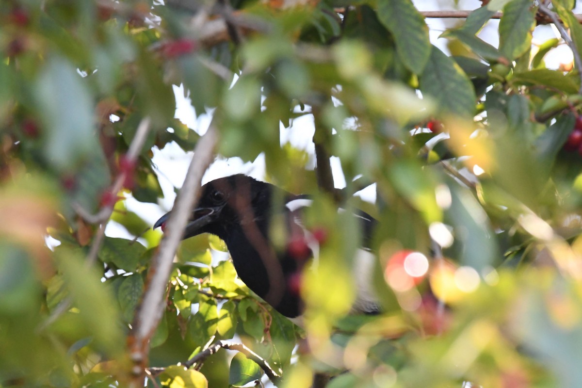 Black-billed Magpie - ML642171628