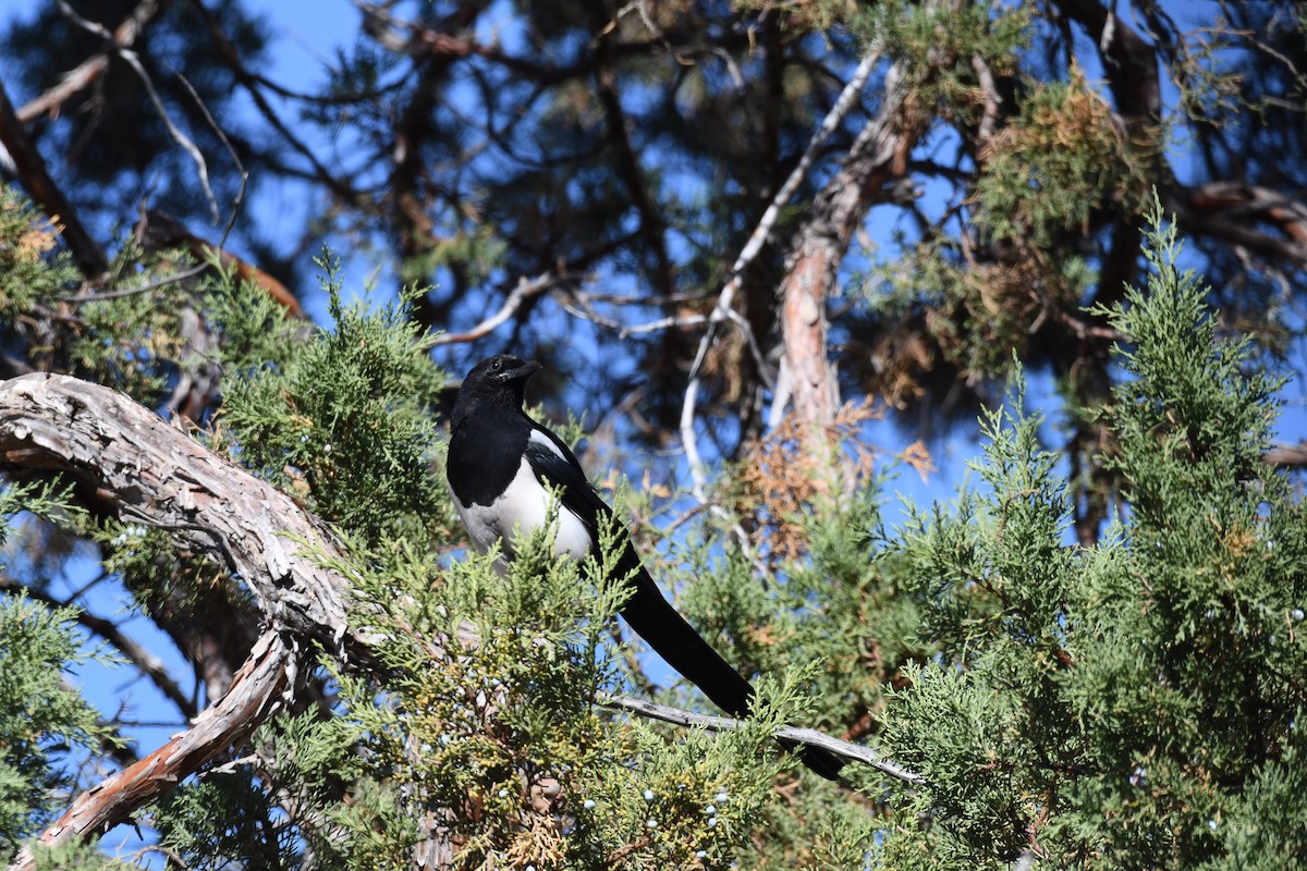 Black-billed Magpie - ML642171629