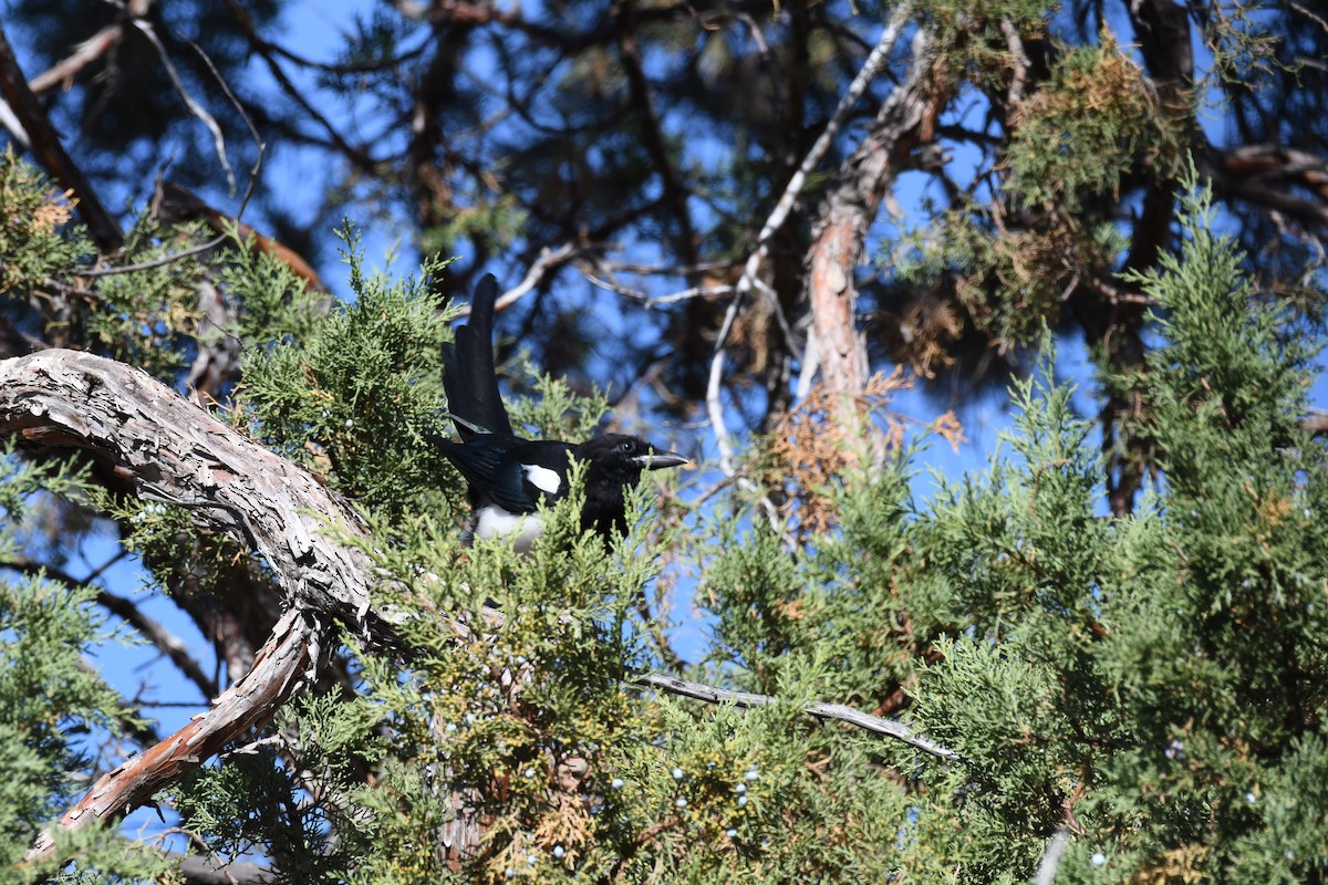 Black-billed Magpie - ML642171630