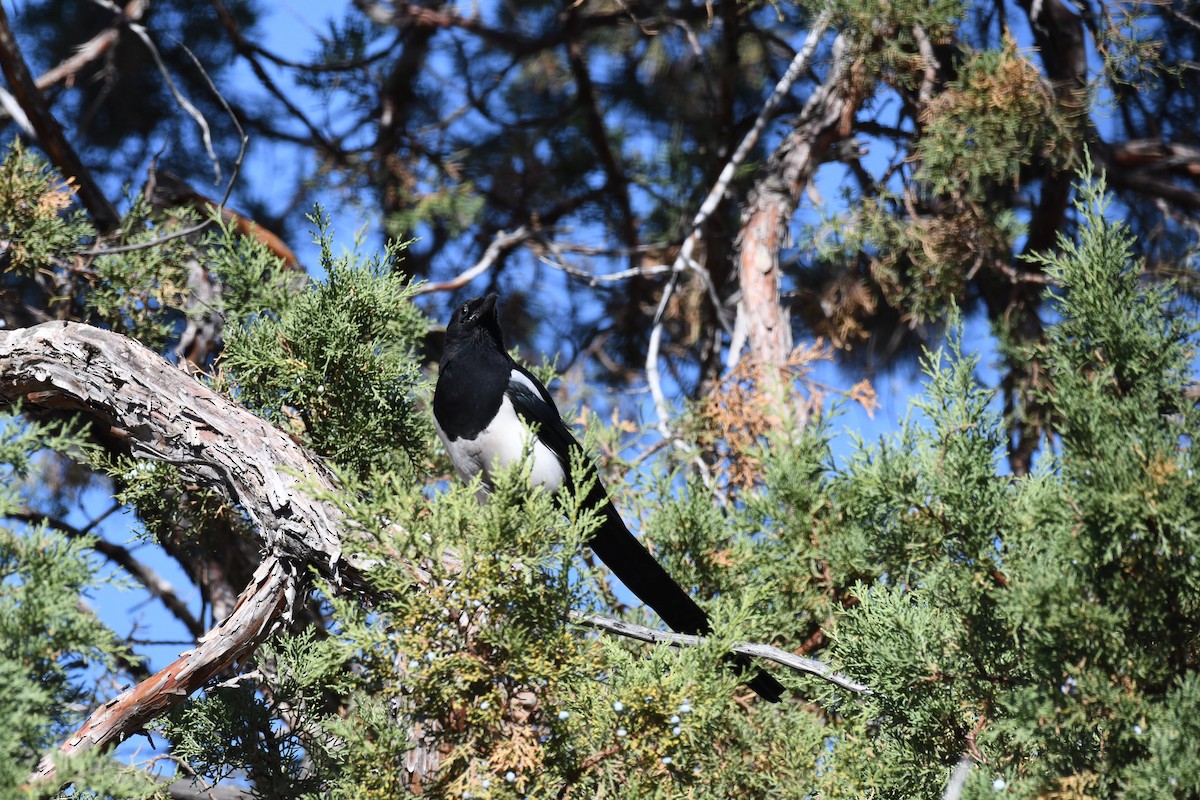 Black-billed Magpie - ML642171631
