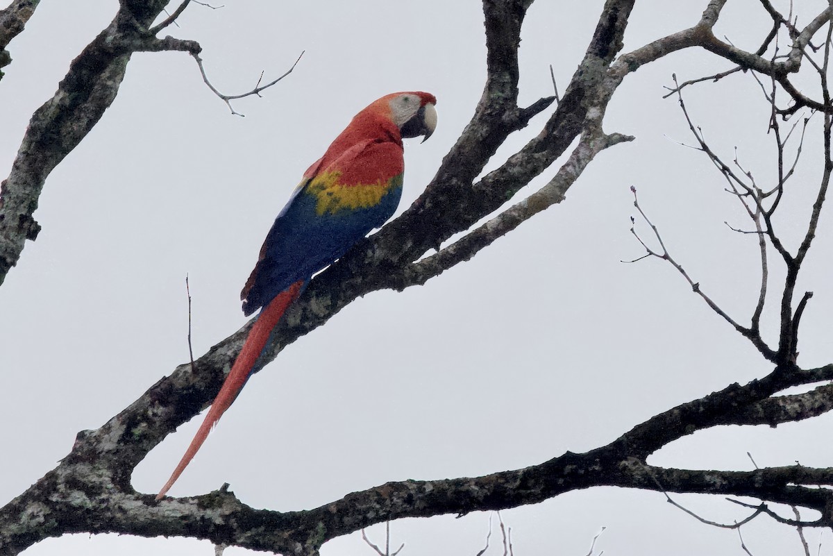 Scarlet Macaw - ML642171638