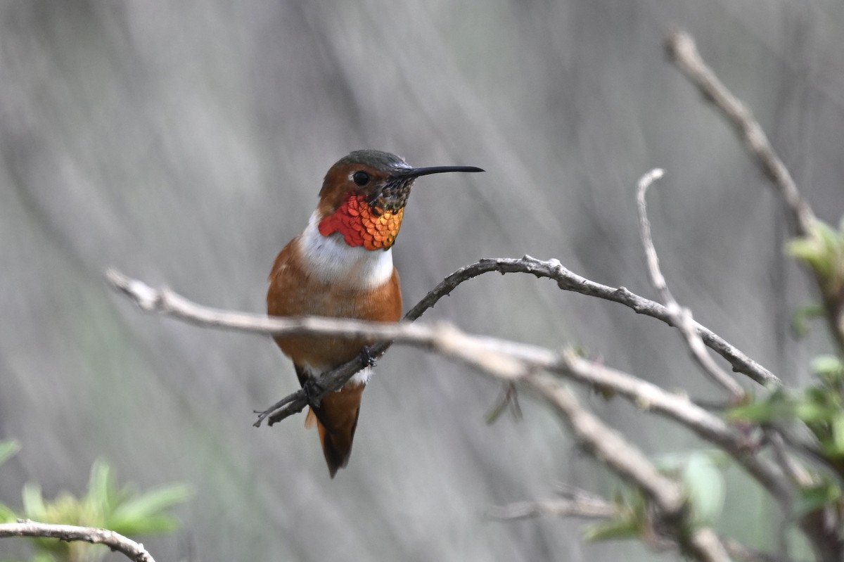 Colibri d'Allen - ML642171655