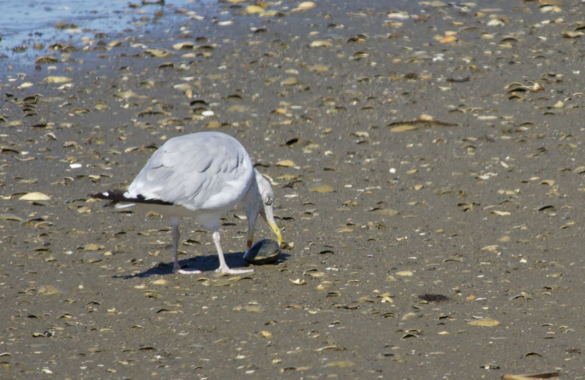 American Herring Gull - ML642171657
