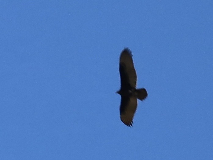 Turkey Vulture - ML642171661