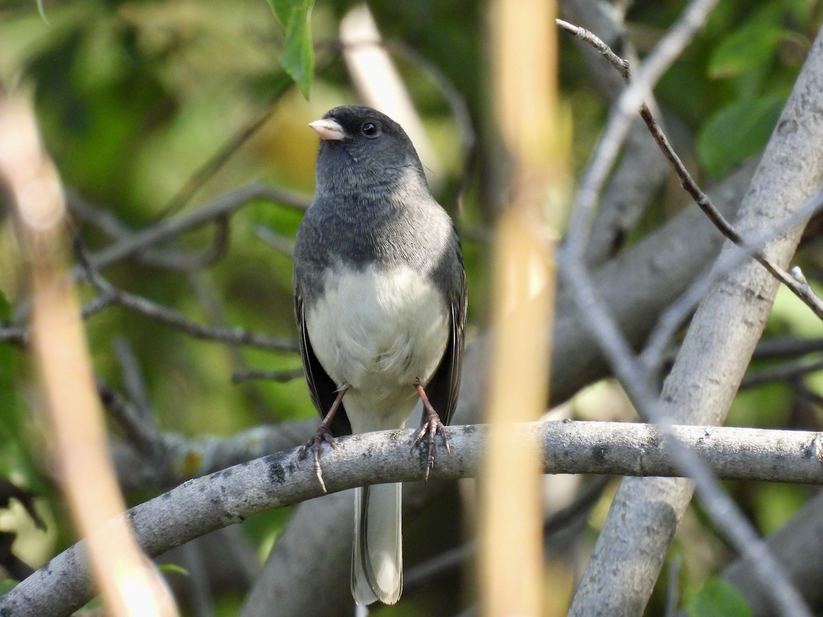 Dark-eyed Junco - ML642171676