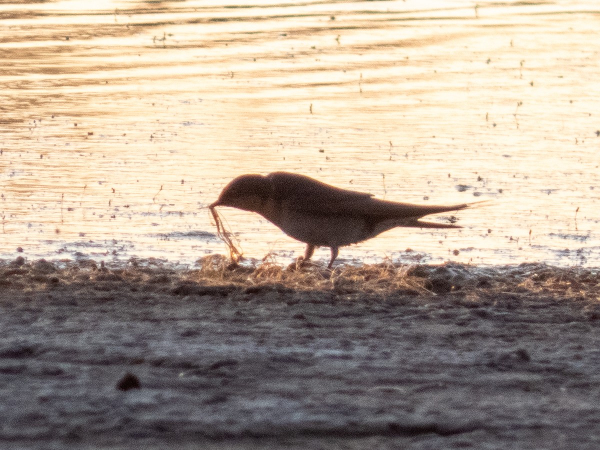 Welcome Swallow - ML642171682