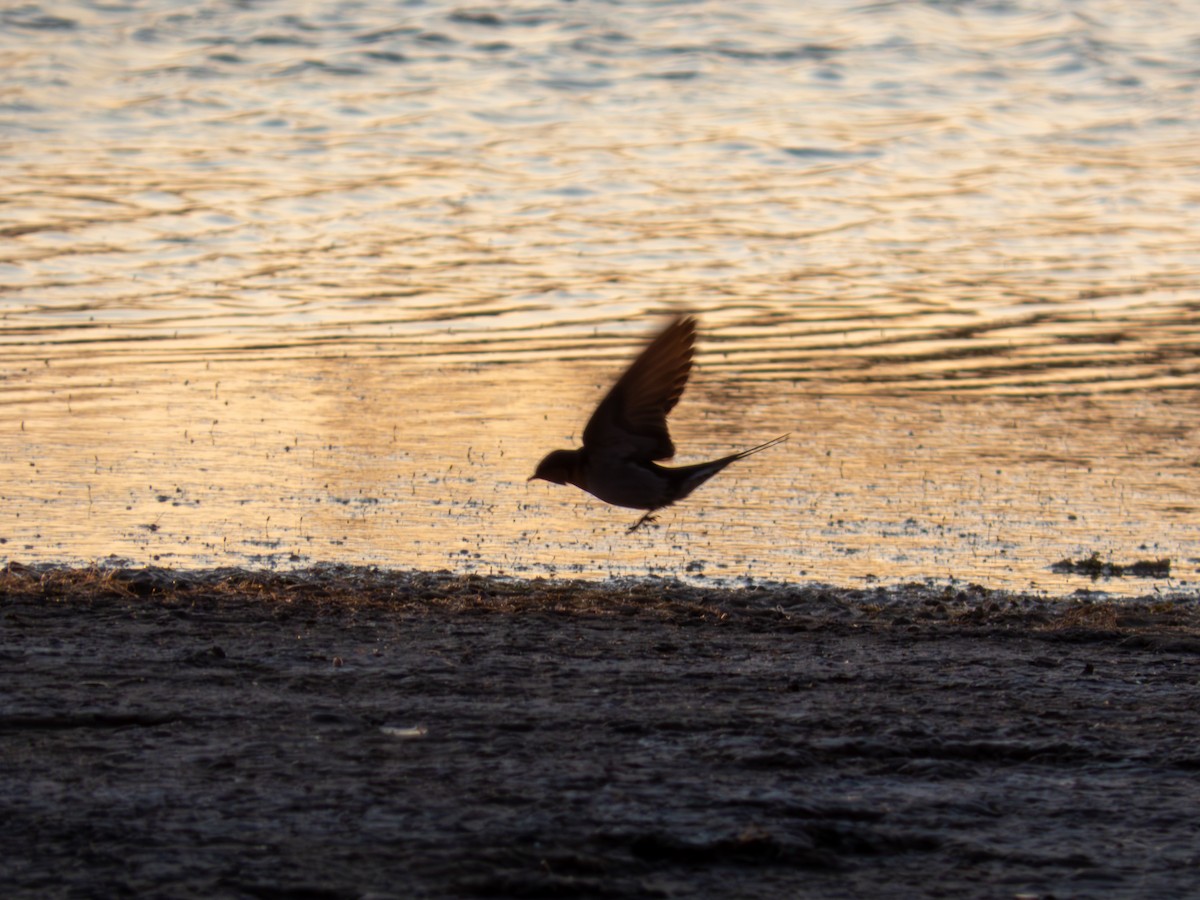 Welcome Swallow - ML642171683