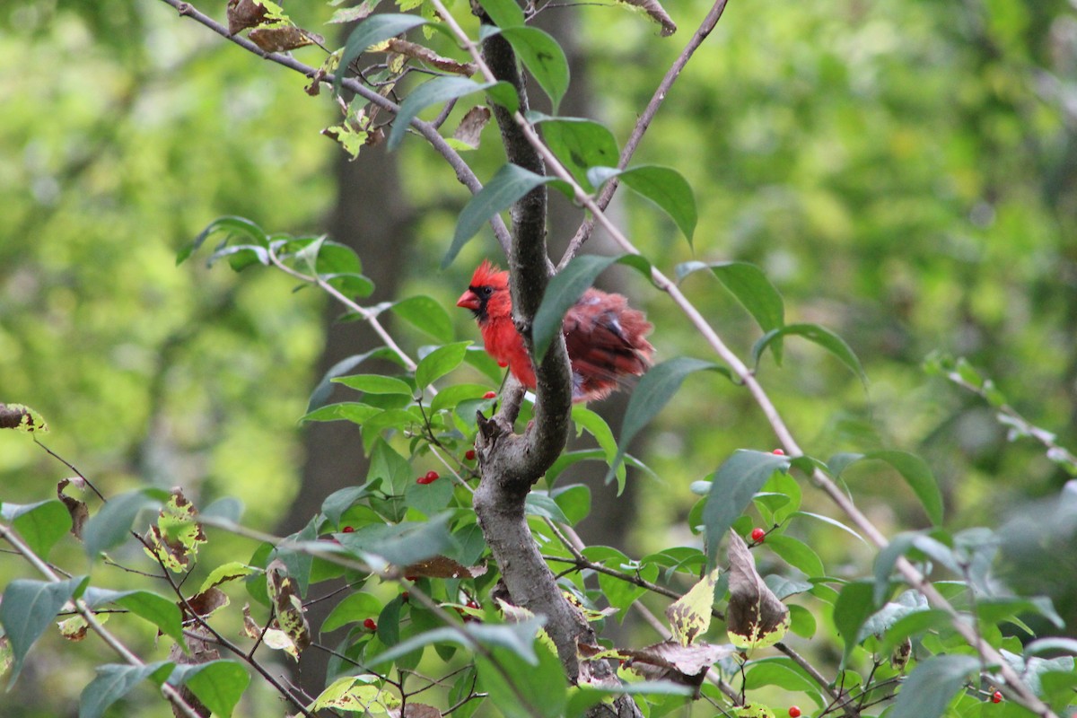 Northern Cardinal - Caden Chittick