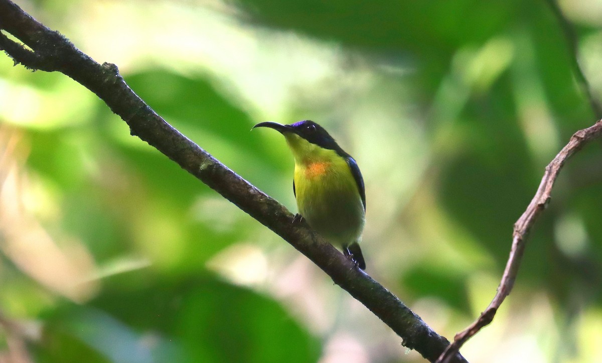 Metallic-winged Sunbird - ML642171692