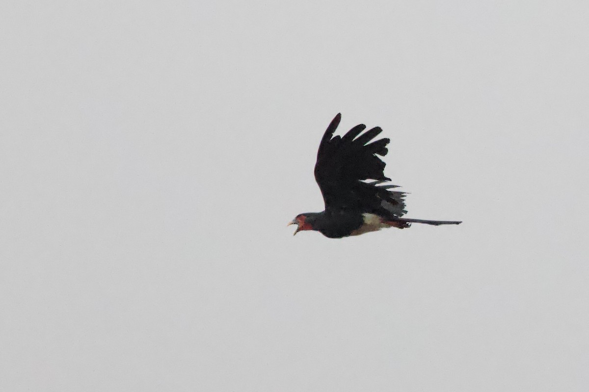Red-throated Caracara - ML642171696