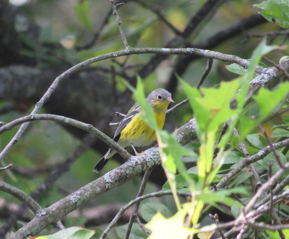 Magnolia Warbler - ML642171699